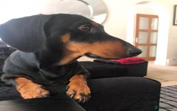 Dachshund dogs for stud: Lovely Tomos Black & Tan Dachshund For Stud in Redhill - Image 3