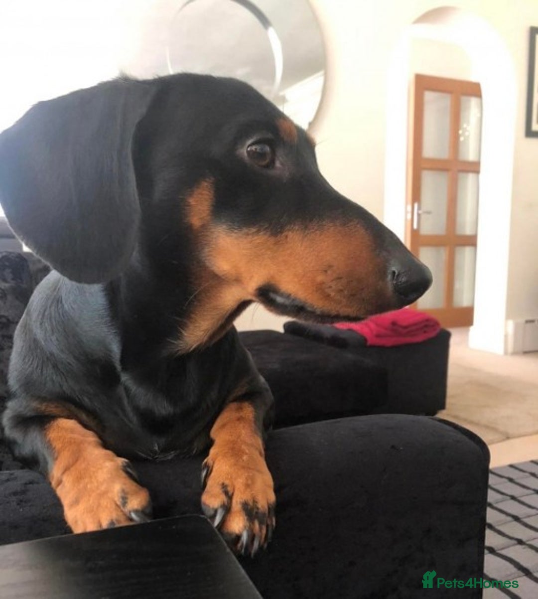 Dachshund dogs for stud: Lovely Tomos Black & Tan Dachshund For Stud in Redhill - Image 3