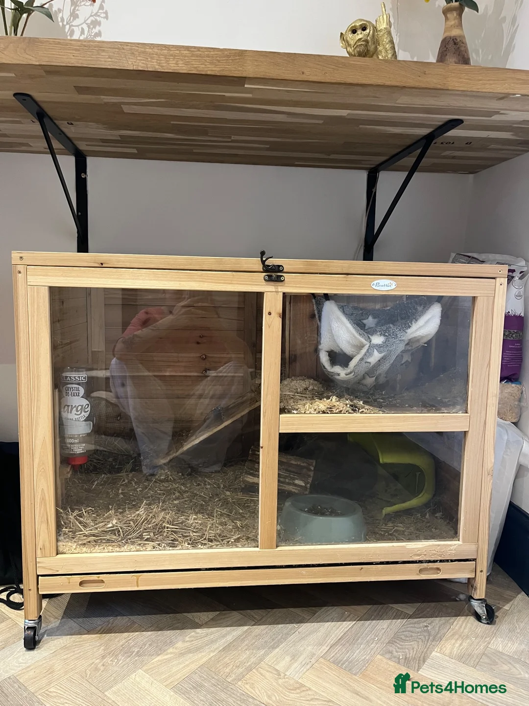 Guinea Pig rodents for sale: Two female guniea pigs - Advert 3