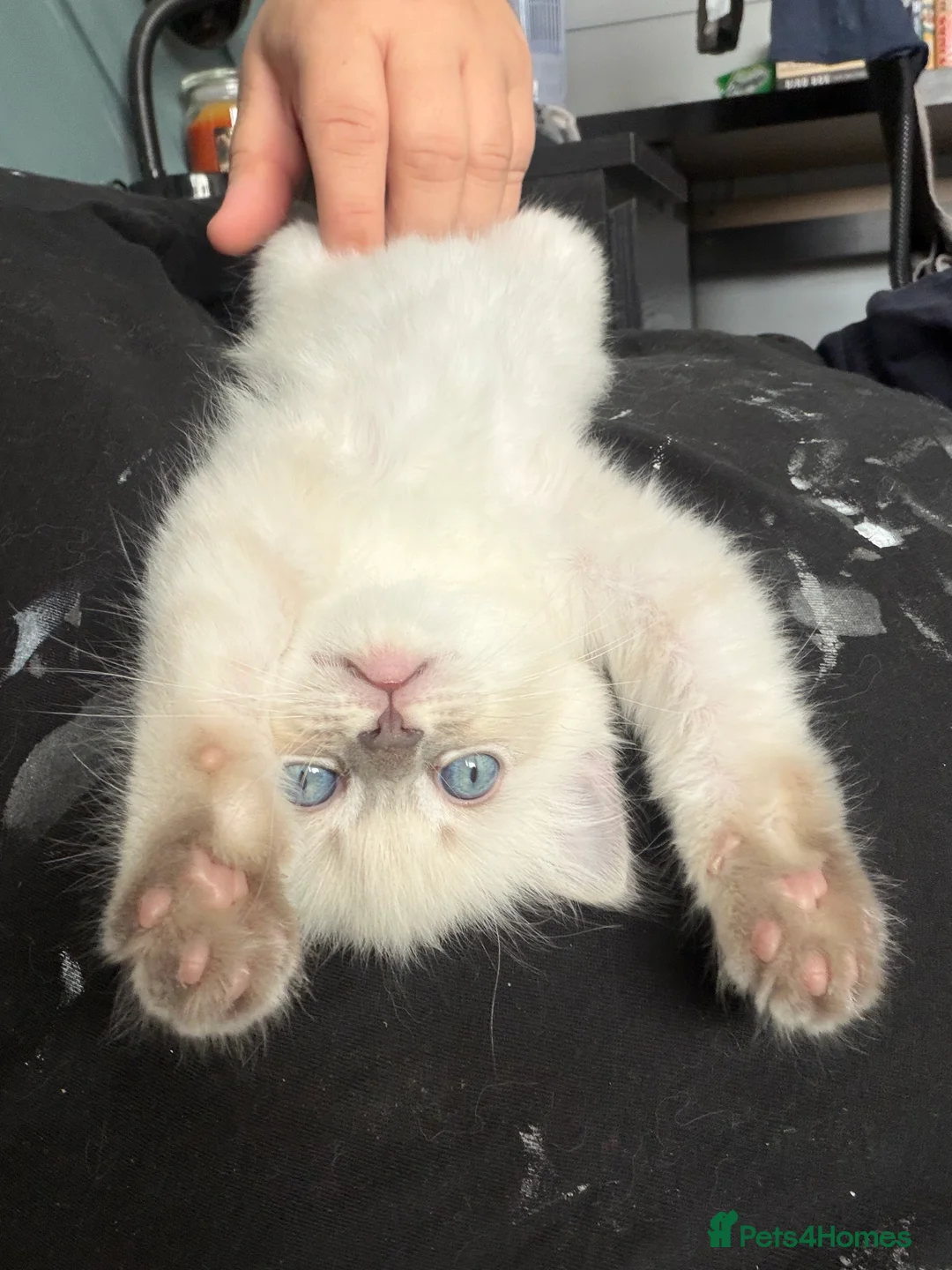 Ragdoll cats for sale: Female ragdoll kitten in Oxford - Advert 16