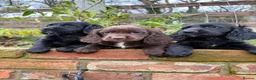 Sprocker dogs for sale: Stunning Sprocker puppies Cocker/Springer  - Advert 1