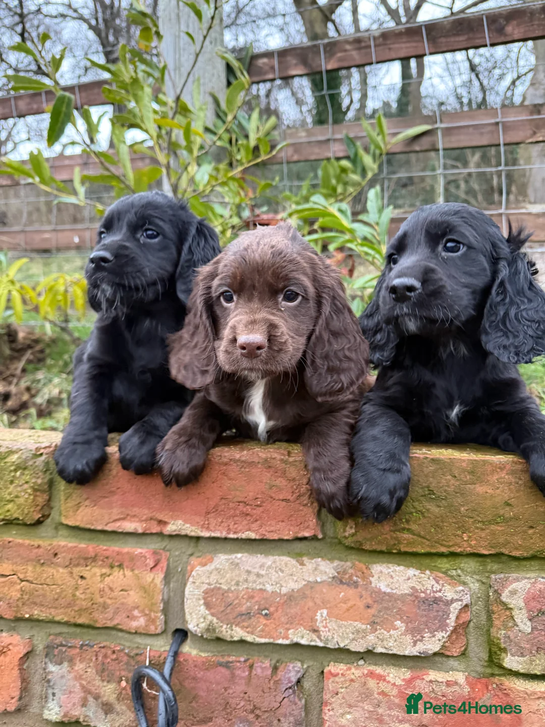 Sprocker dogs for sale: Stunning Sprocker puppies Cocker/Springer  - Advert 1