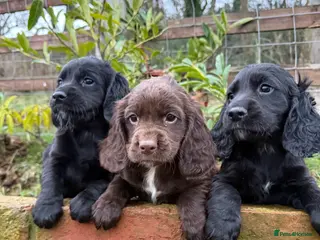 Sprocker dogs Stunning Sprocker puppies Cocker/Springer - Advert 7