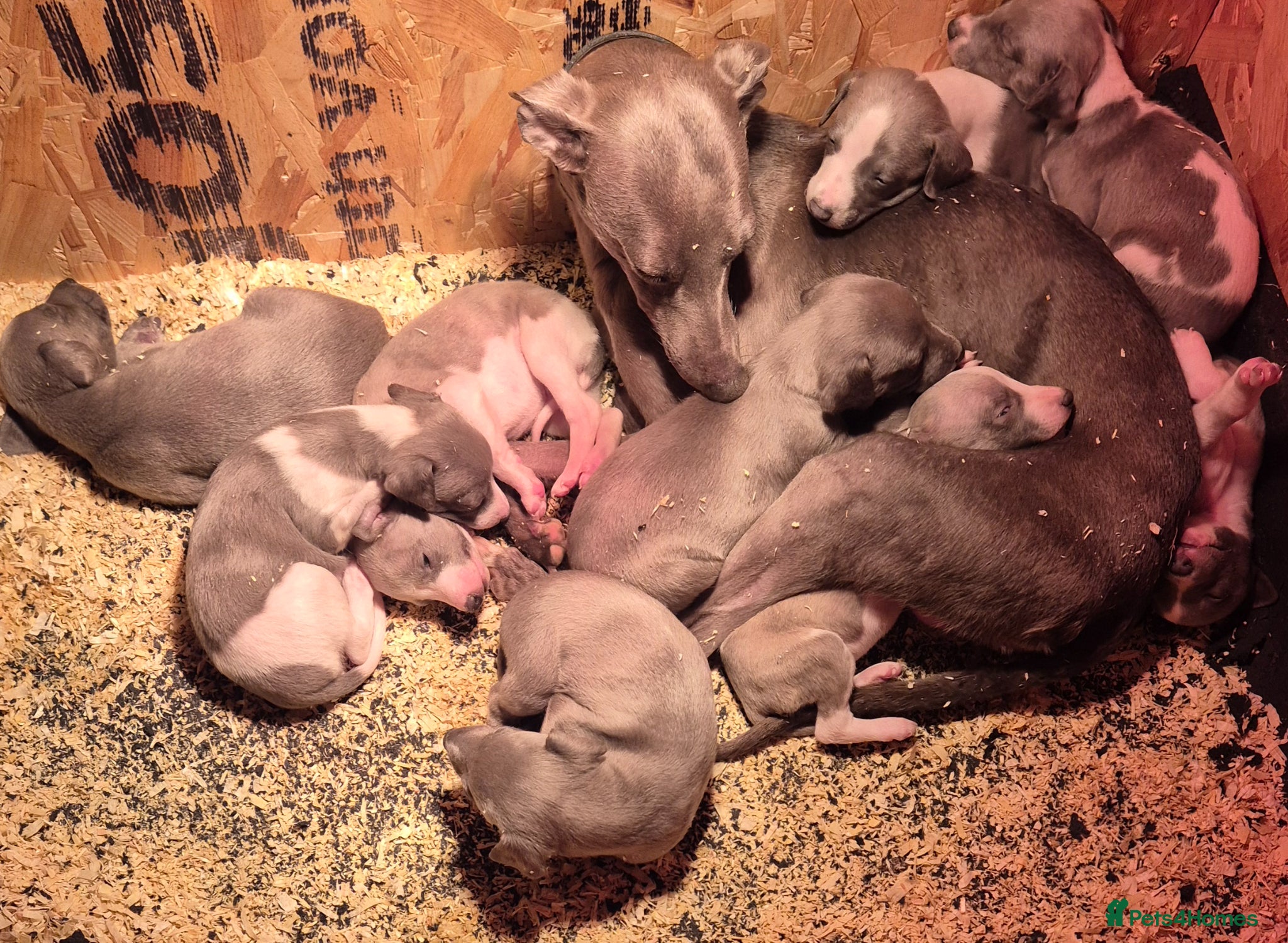 Whippet dogs Whippet pups  - Advert 1