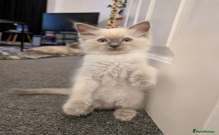 Ragdoll cats - Advert 1