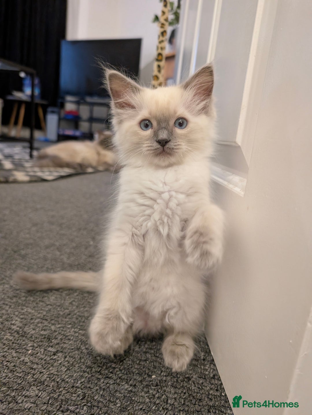 Ragdoll cats for sale: Cute Ragdoll Kittens ( Ready to be rehomed) - Image 1