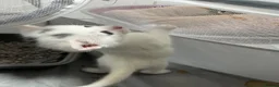 Turkish Angora cats for sale: White girl and black&white boy - Advert 20