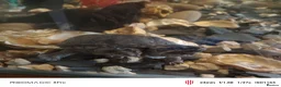 Turtle reptiles for sale: Turtles and large aquarium  - Advert 5