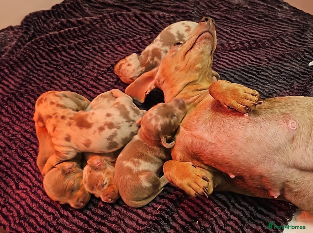 Dachshund dogs for sale: Isabella Dapple Dachshund Puppies - Advert 7