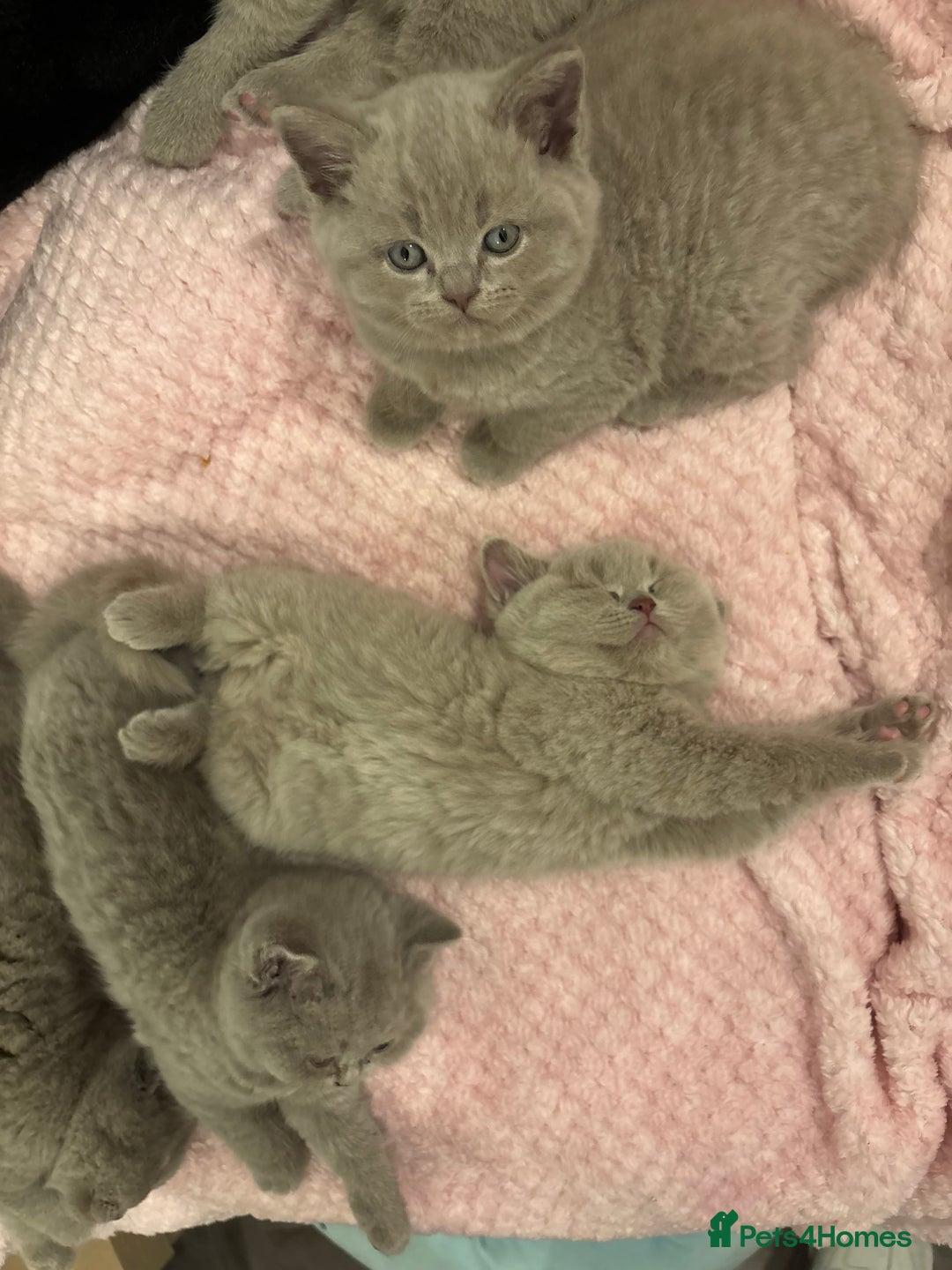 British Shorthair cats for sale: GCCF British Shorthair Kittens – Champion Lines - Image 8
