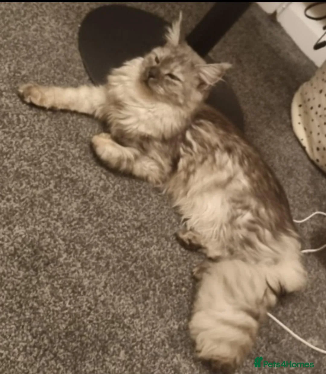 Maine Coon cats for sale: Stunning mainecoon babies in Shildon - Advert 1