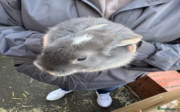 Mini Lop rabbits for sale: Mini lop baby rabbits for sale - Image 22
