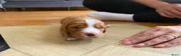 Mixed Breed dogs for sale: Beautiful Cockalier Puppies for Sale in Halifax - Advert 5