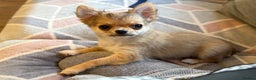 Chihuahua dogs for sale: Last show quality KC long coat Boy  - Advert 37