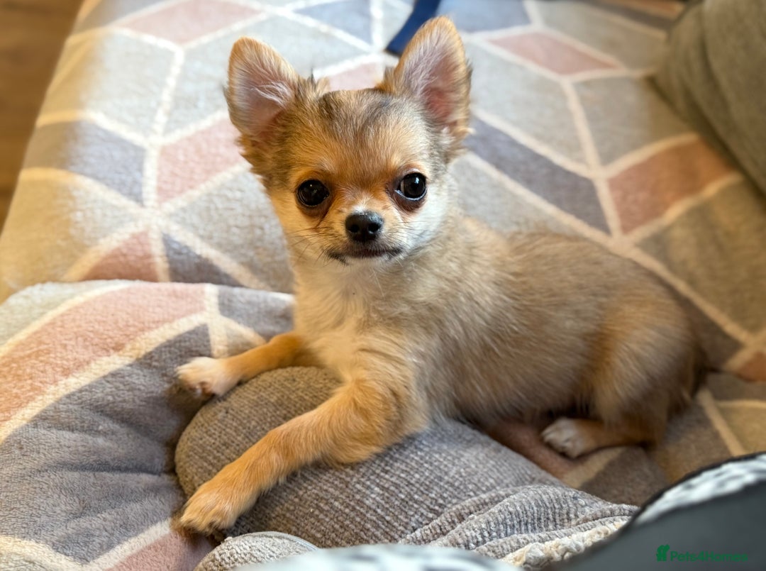 Chihuahua dogs for sale: Last show quality KC long coat Boy  - Advert 37