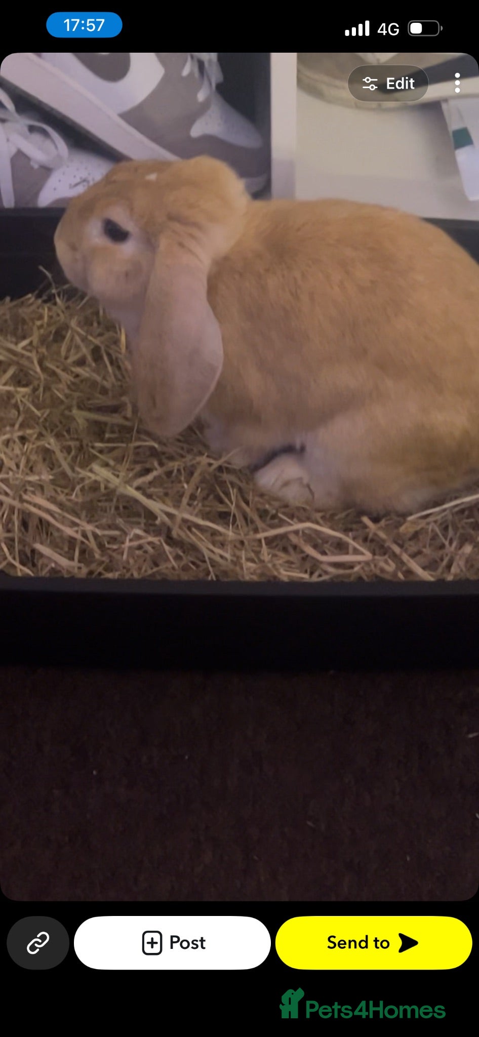 Mixed Breed rabbits Chip for saleee - Advert 2
