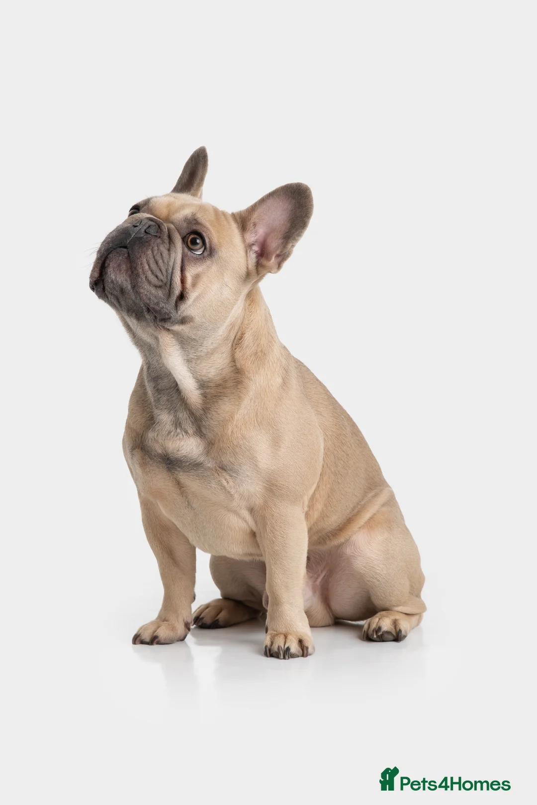 French Bulldog dogs for stud: Fawn French Bulldog - Advert 1