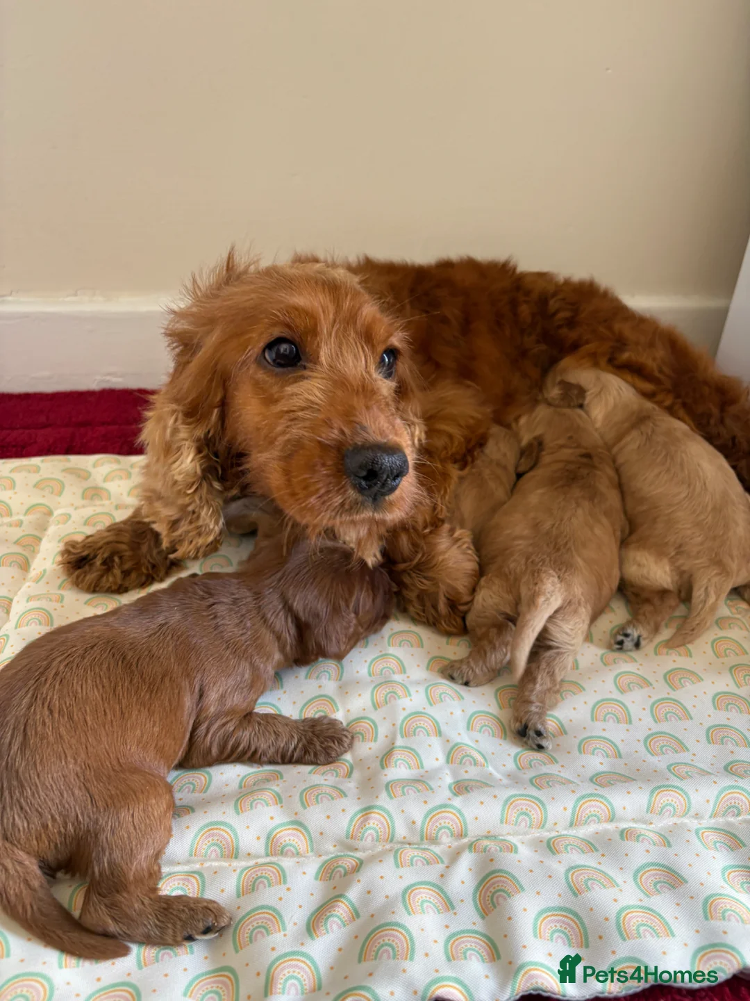 Cockapoo dogs for sale: 4 Stunning cockapoo puppies for sale  - Advert 2