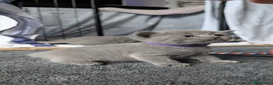 Russian Blue 3 