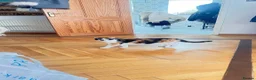 Mixed Breed cats for sale: Female cat for free - Advert 2