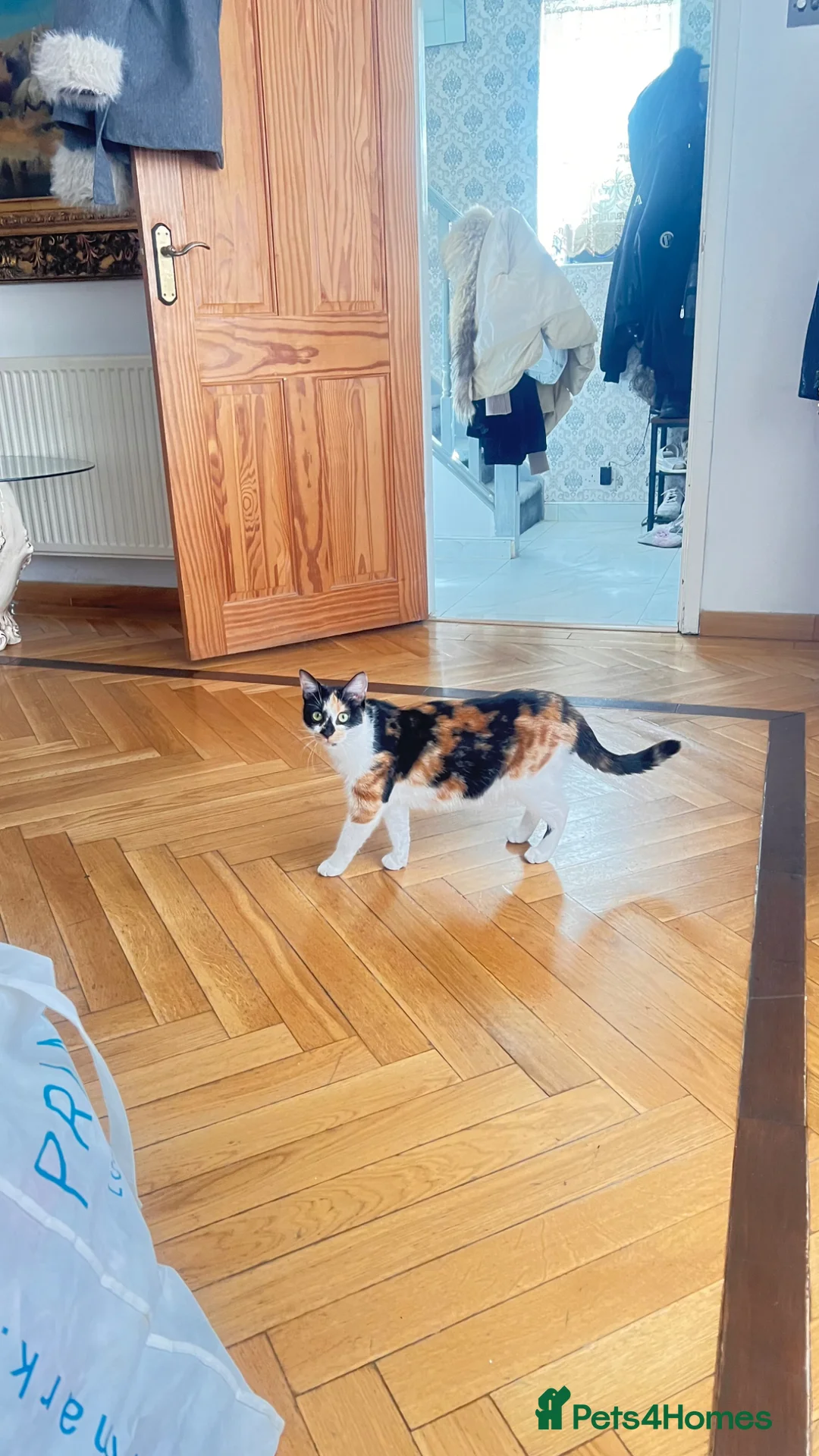 Mixed Breed cats for sale: Female cat for free - Advert 2