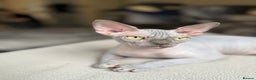 Sphynx cats for sale: Blue Sphynx Active Breeding Potential HCM Clear - Advert 4