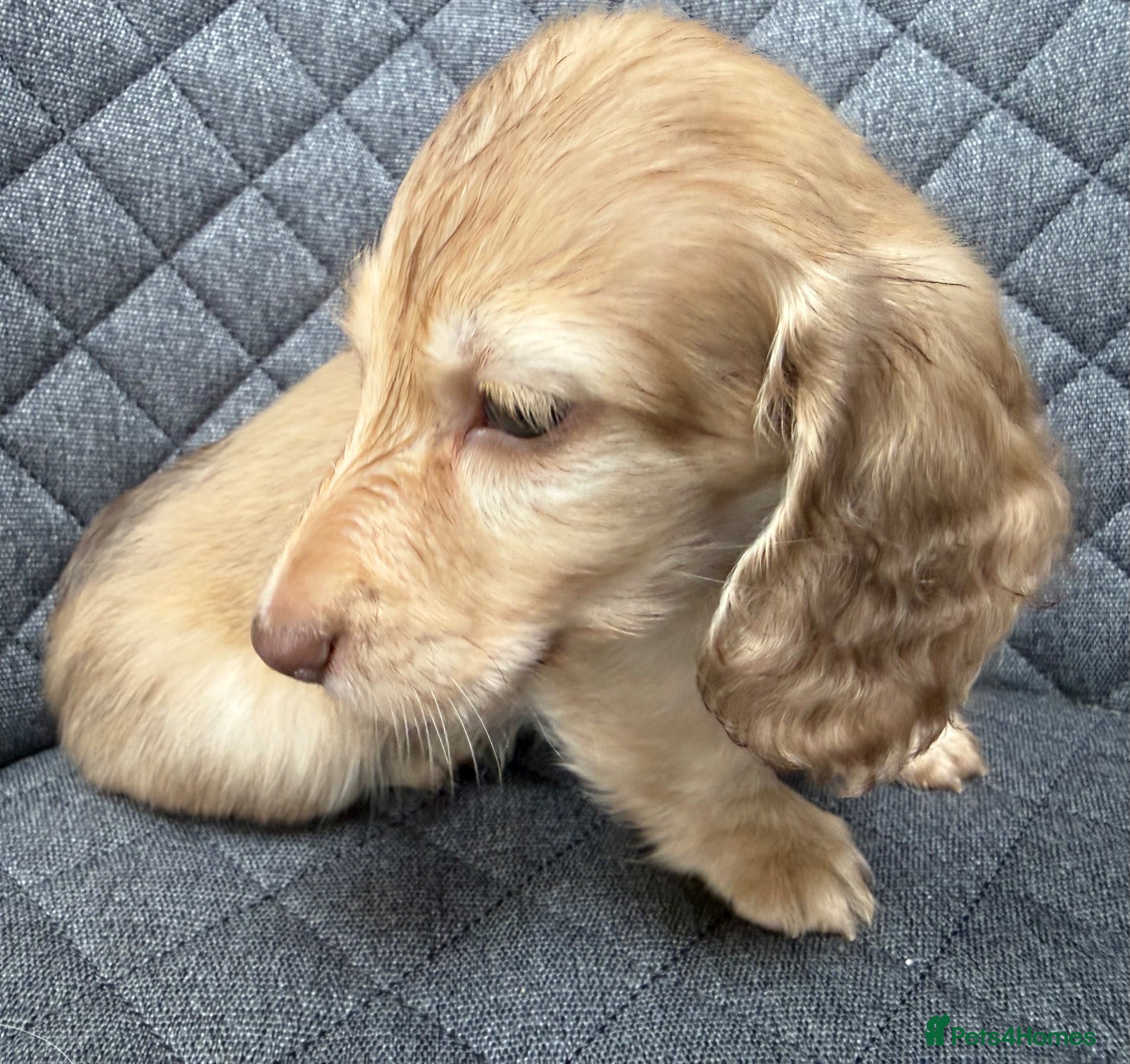 Miniature Dachshund dogs Stunning long hair  KC,PRA & BVA eye clear parents - Advert 6