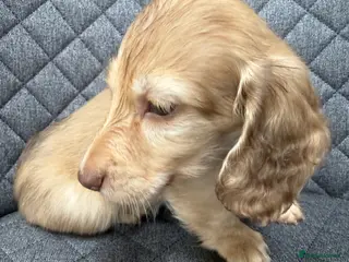Miniature Dachshund dogs Stunning long hair KC,PRA & BVA eye clear parents - Advert 6