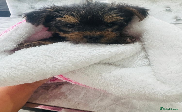 Yorkshire Terrier dogs - Advert 15