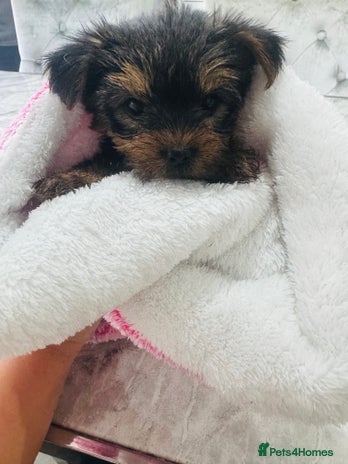 Yorkshire Terrier dogs - Advert 15