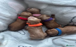 Cavapoo dogs for sale: Gorgeous Puppies ✨🐶 5 in litter Cavapo f1b dog   - Image 3