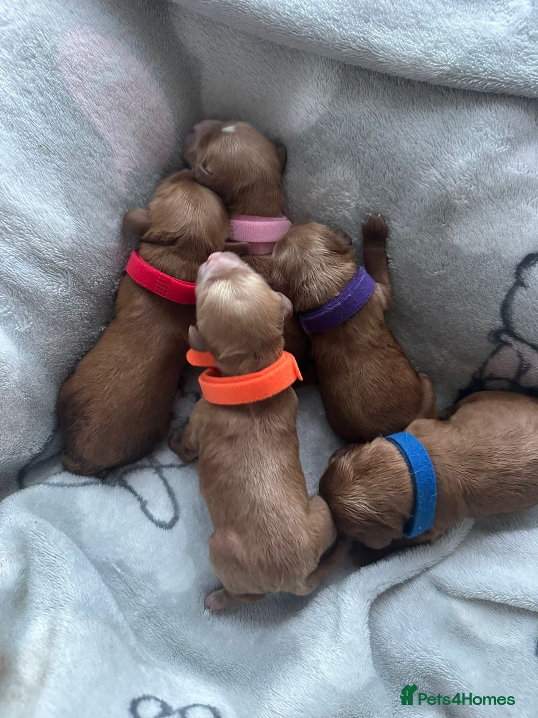 Cavapoo dogs for sale: Gorgeous Puppies ✨🐶 5 in litter Cavapo f1b dog   - Image 3