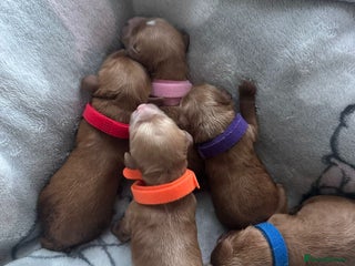Cavapoo dogs - Advert 1