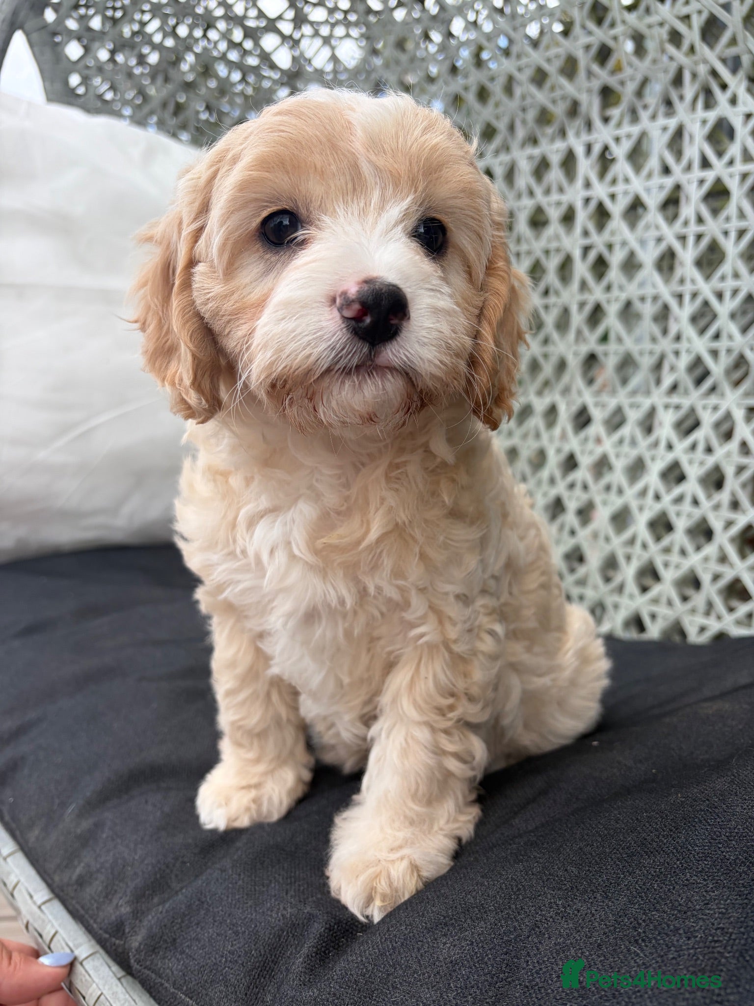 Cavapoo dogs 1 Girl Remaining READY NOW Health tested parents - Advert 14