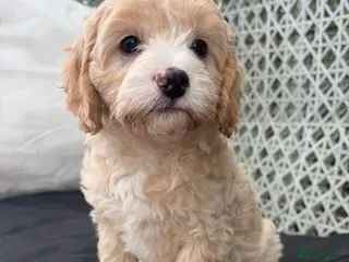 Cavapoo dogs 1 Girl Remaining READY NOW Health tested parents - Advert 11