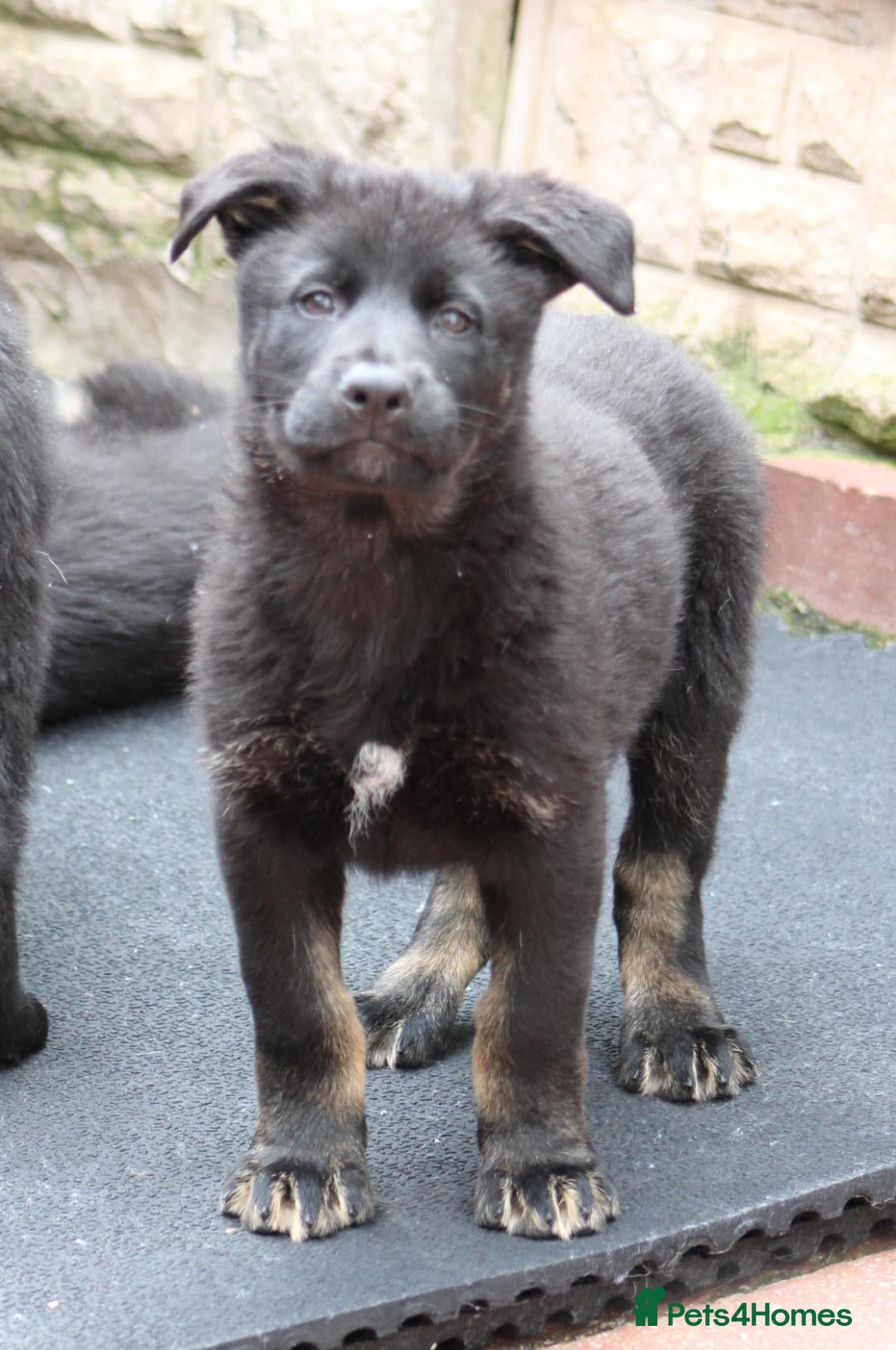 German Shepherd dogs for sale: **KC REGISTERED FULLY VACCINATED GSD PUPPY  - Advert 1