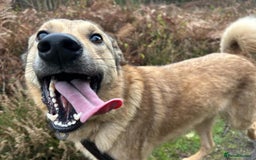 Mixed Breed dogs for adoption: Pettern - Norwich Norfolk  - Image 15