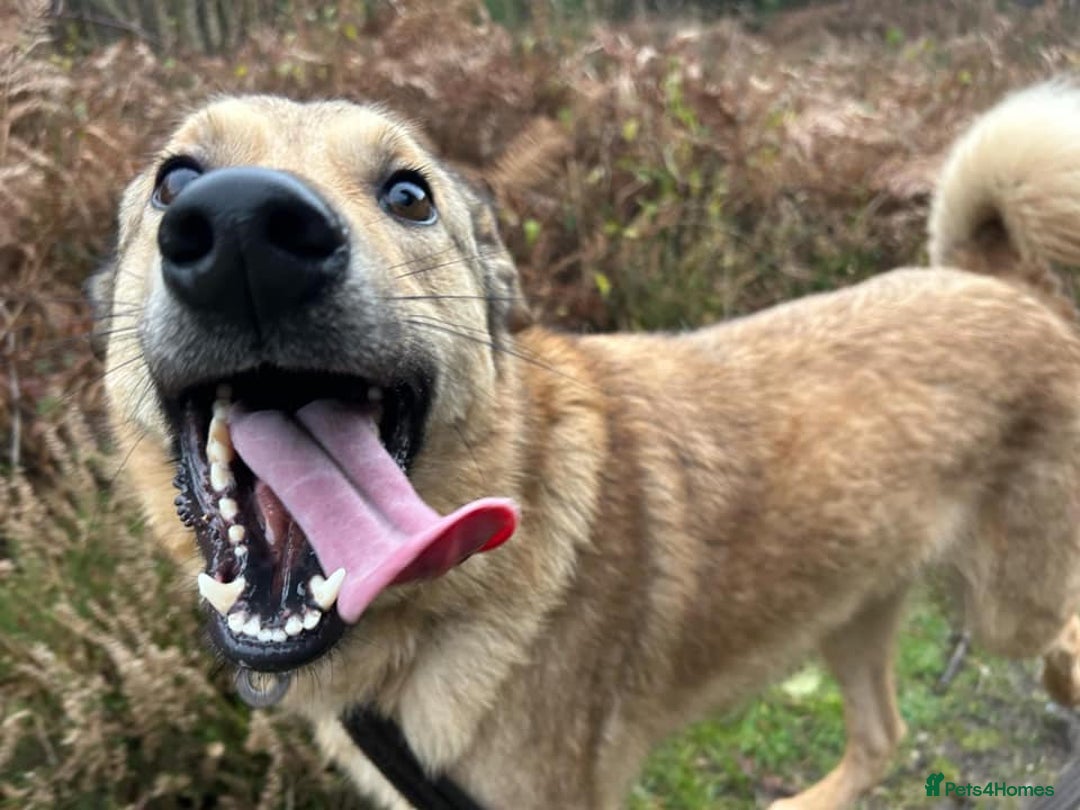 Mixed Breed dogs for adoption: Pettern - Norwich Norfolk  - Image 15