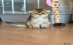 Scottish Fold cats for sale: Scottish fold kittens - Image 5