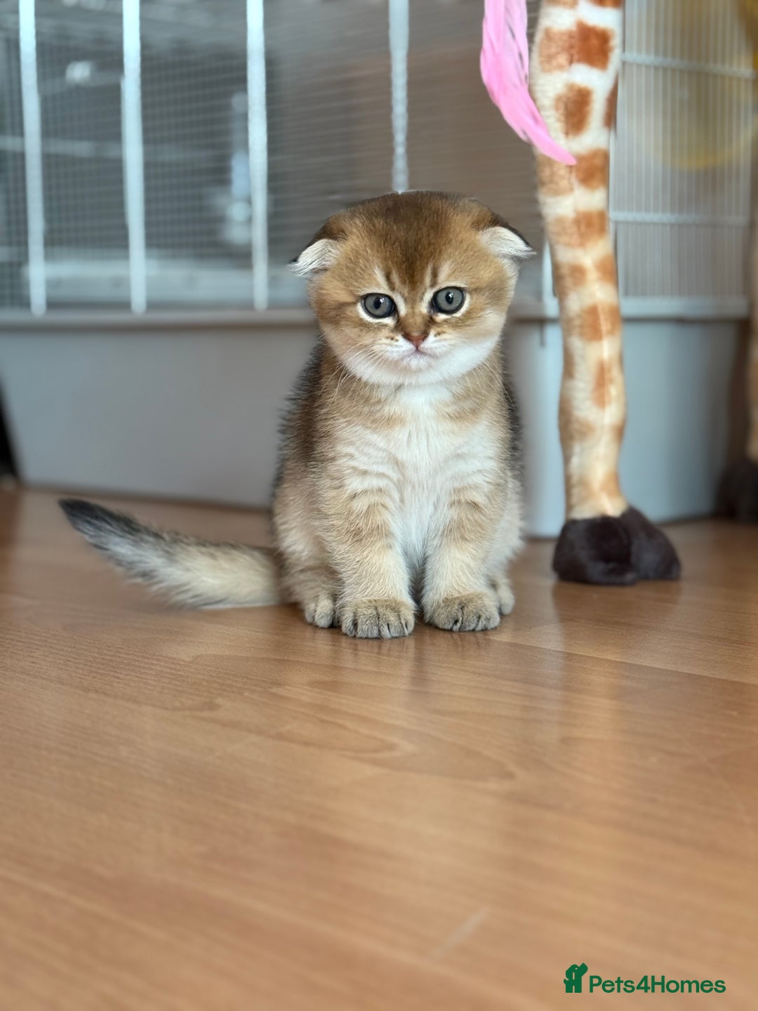 Scottish Fold cats for sale: Scottish fold kittens - Image 5