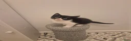 Mixed Breed cats for sale: Beautiful black and white male kitten - Advert 5