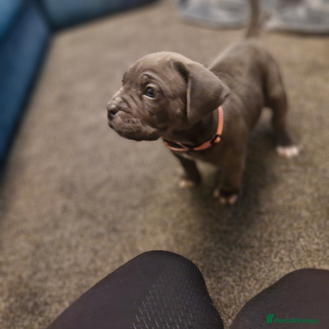 Cane Corso dogs for sale: Exceptional Quality Full Pedigree  - Advert 28