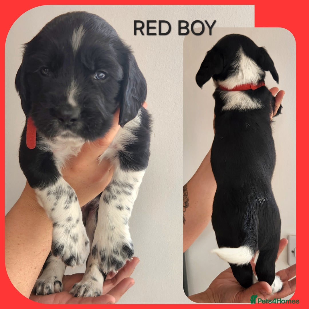 English Springer Spaniel dogs for sale: KC Registered ESS Pups *WELL MARKED* - Image 11