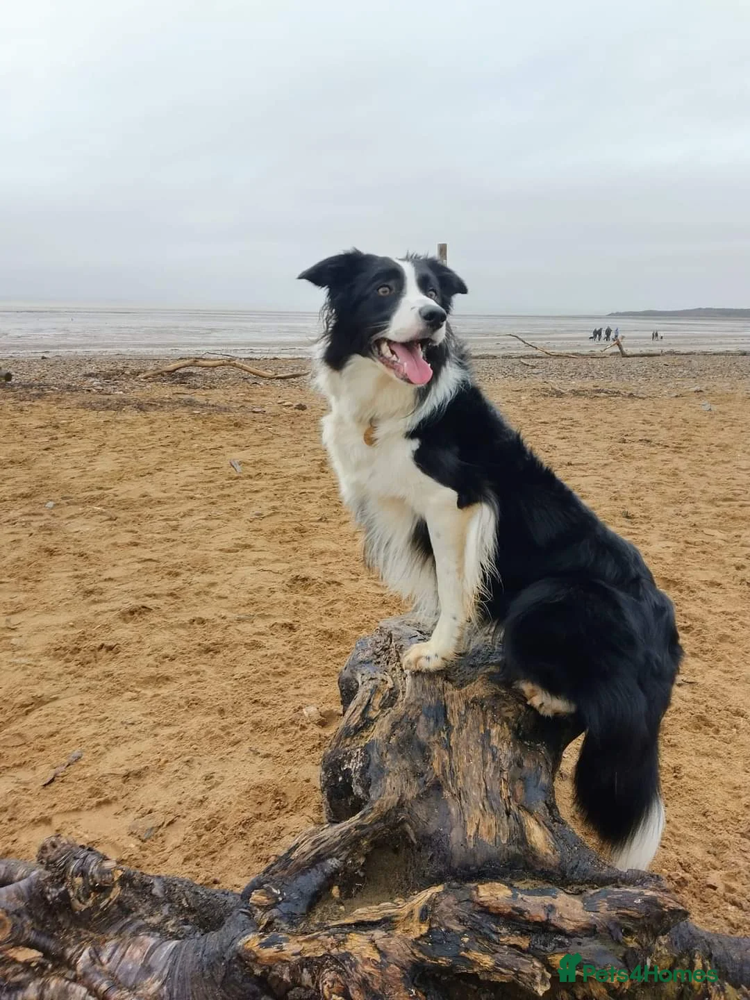 Border Collie dogs for stud: ISDS&KC Fully Tested Border Collie for Stud in Bicester - Advert 24