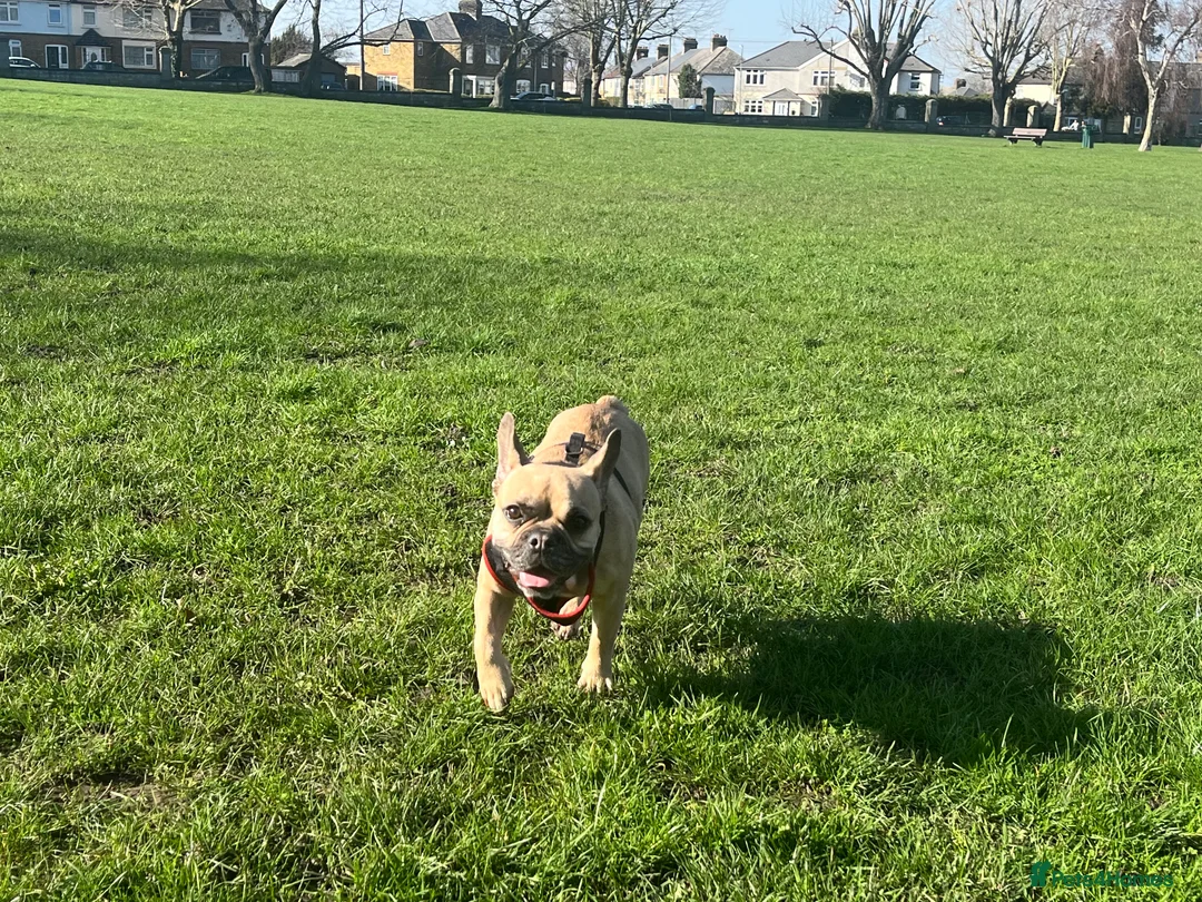 French Bulldog dogs for sale: Minimum of 6 French bulldogs puppies  in Swanscombe - Advert 1