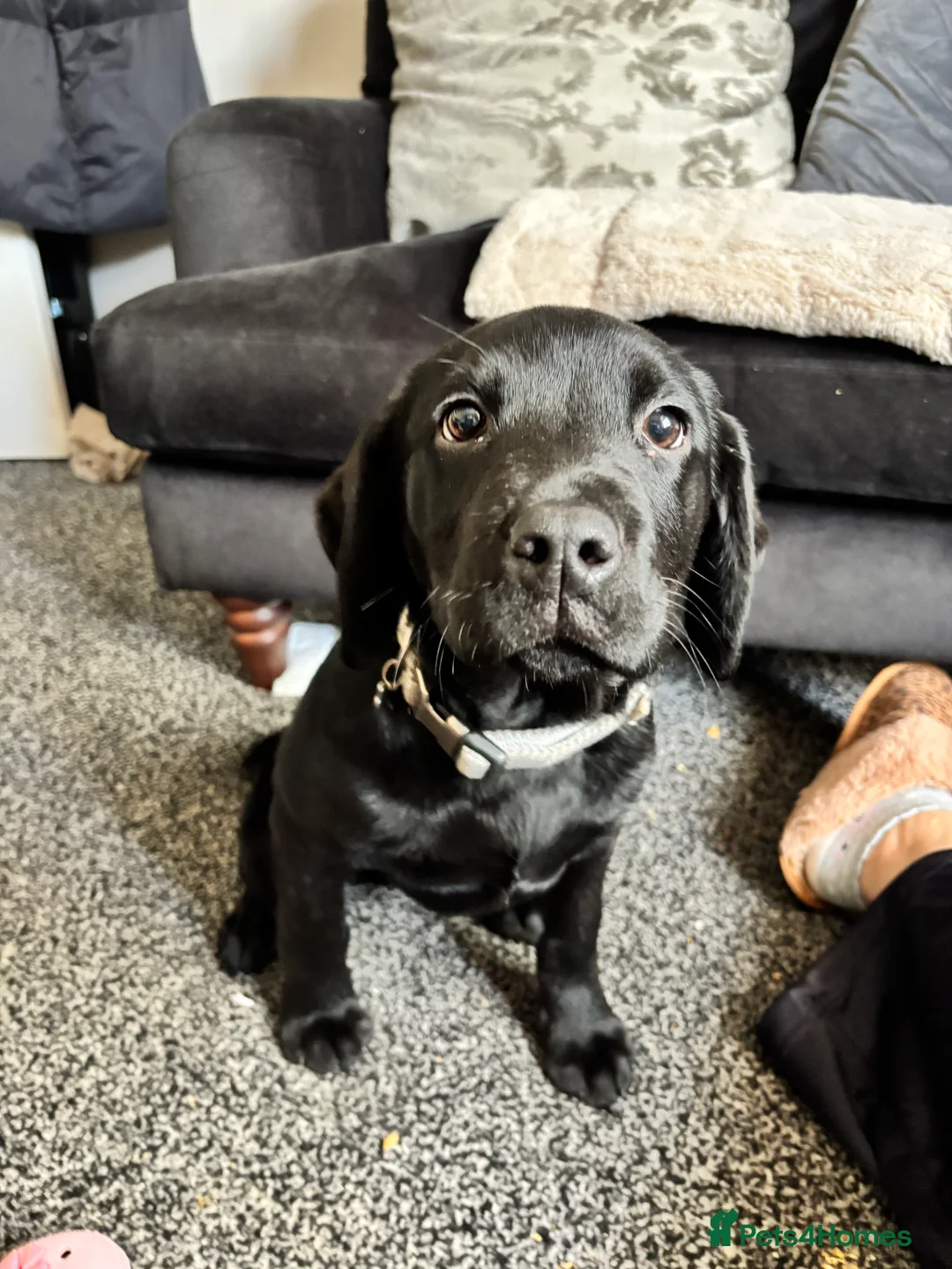 Cockerdor dogs for sale: Boy cockerdor fully house trained  - Advert 6