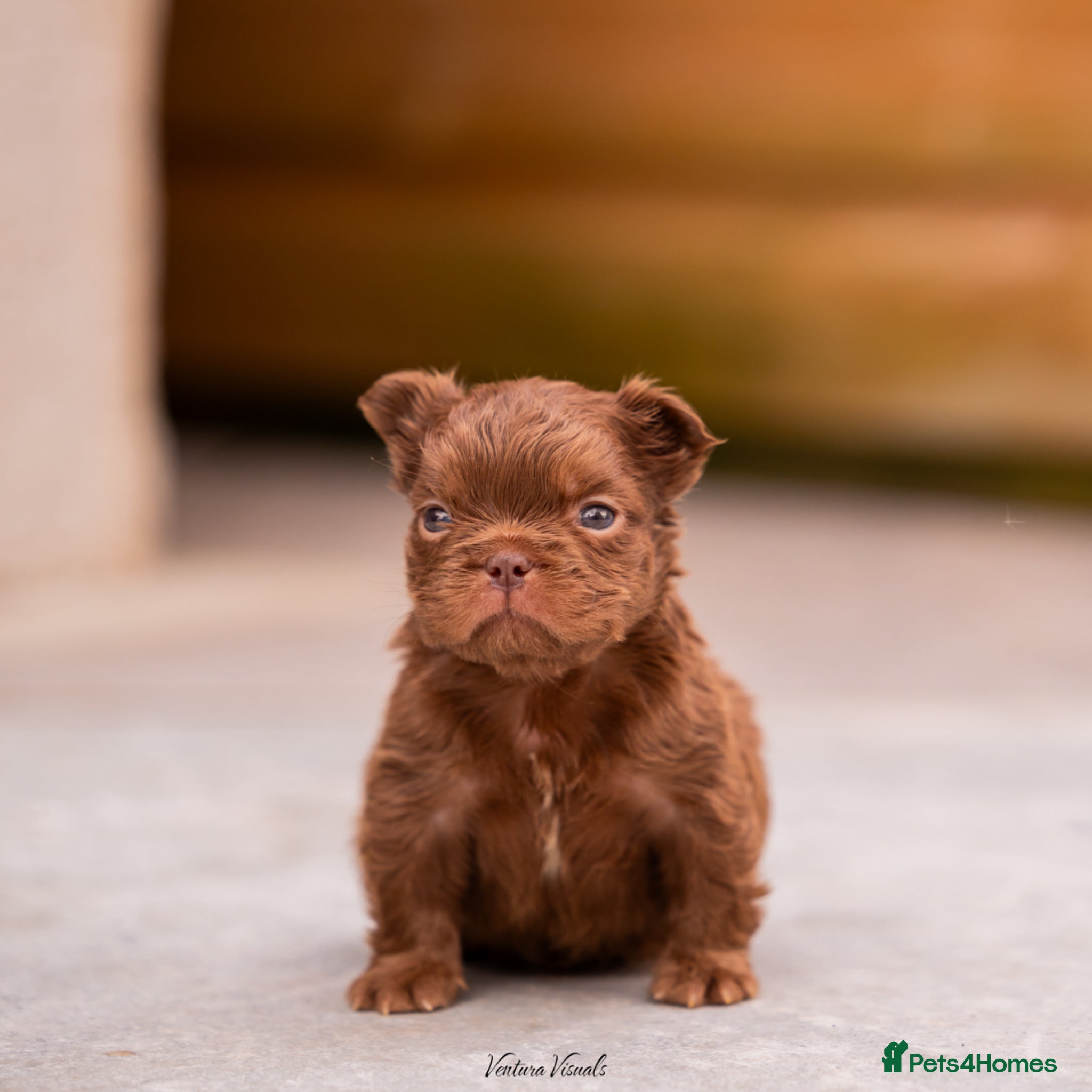 French Bulldog dogs READ INFO fluffy and carrier french bulldogs - Advert 1