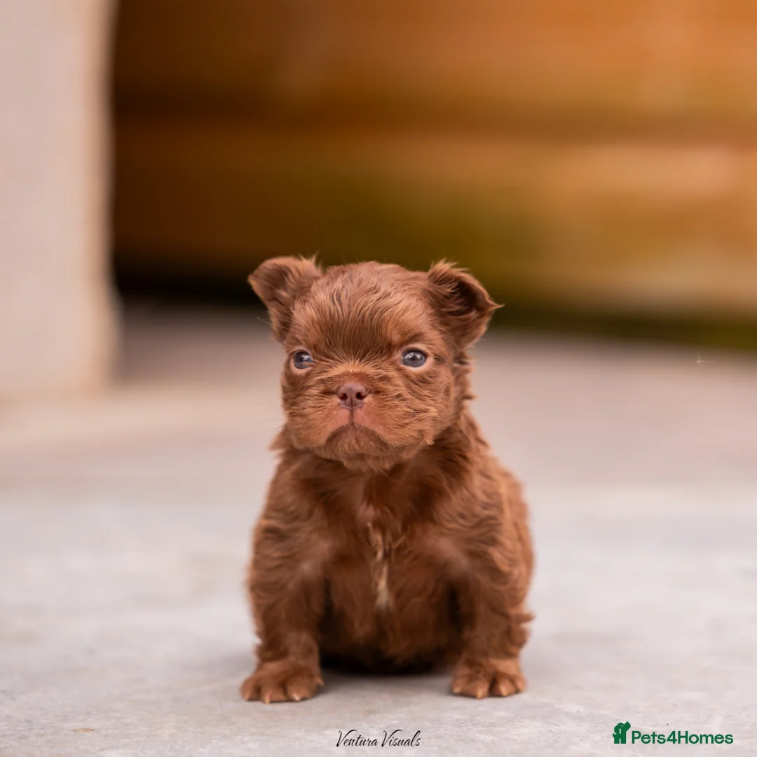 French Bulldog dogs for sale: READ INFO fluffy and carrier french bulldogs in Lincoln - Advert 1