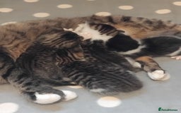 Mixed Breed cats for sale: Lovely Bengal x kittens for sale. - Advert 25