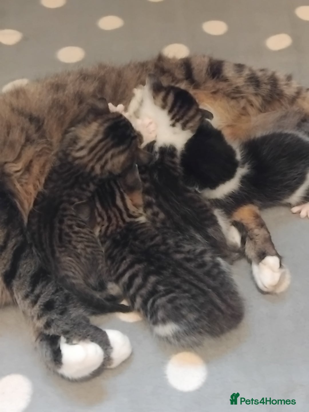 Mixed Breed cats for sale: Lovely Bengal x kittens for sale. - Advert 25